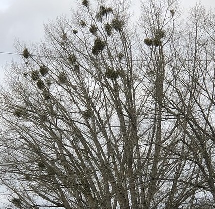 Yuletide kissers, smooch without guilt: Research suggests your mistletoe didn’t harm its tree host