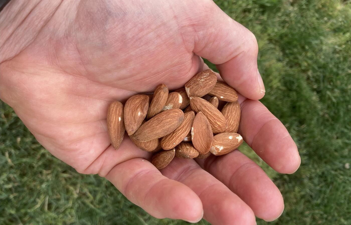 Handful of almonds