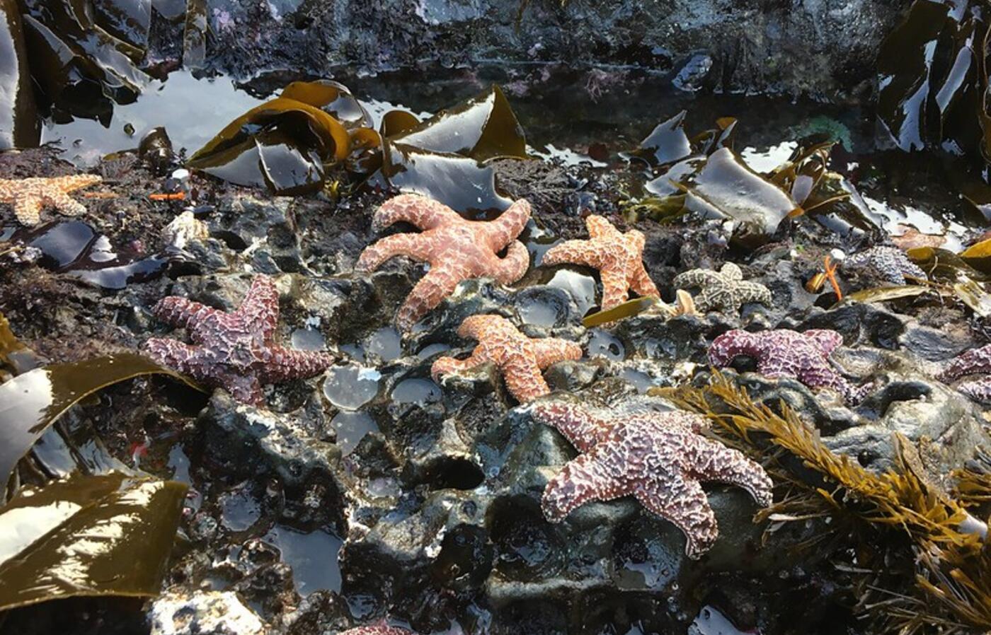 Young adult ochre sea stars