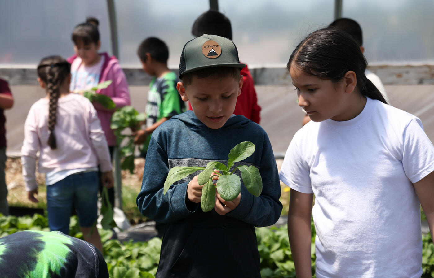 Children participate in a hands-on agricultural learning activity, with one child examining a leafy plant while others work with greens in the background inside a greenhouse.