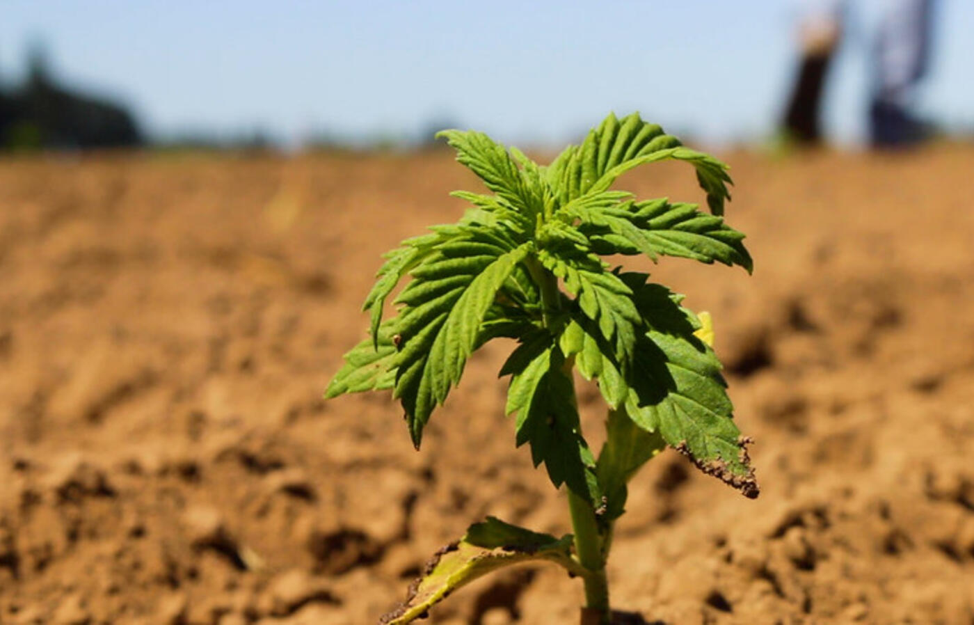 Cannabis sativa