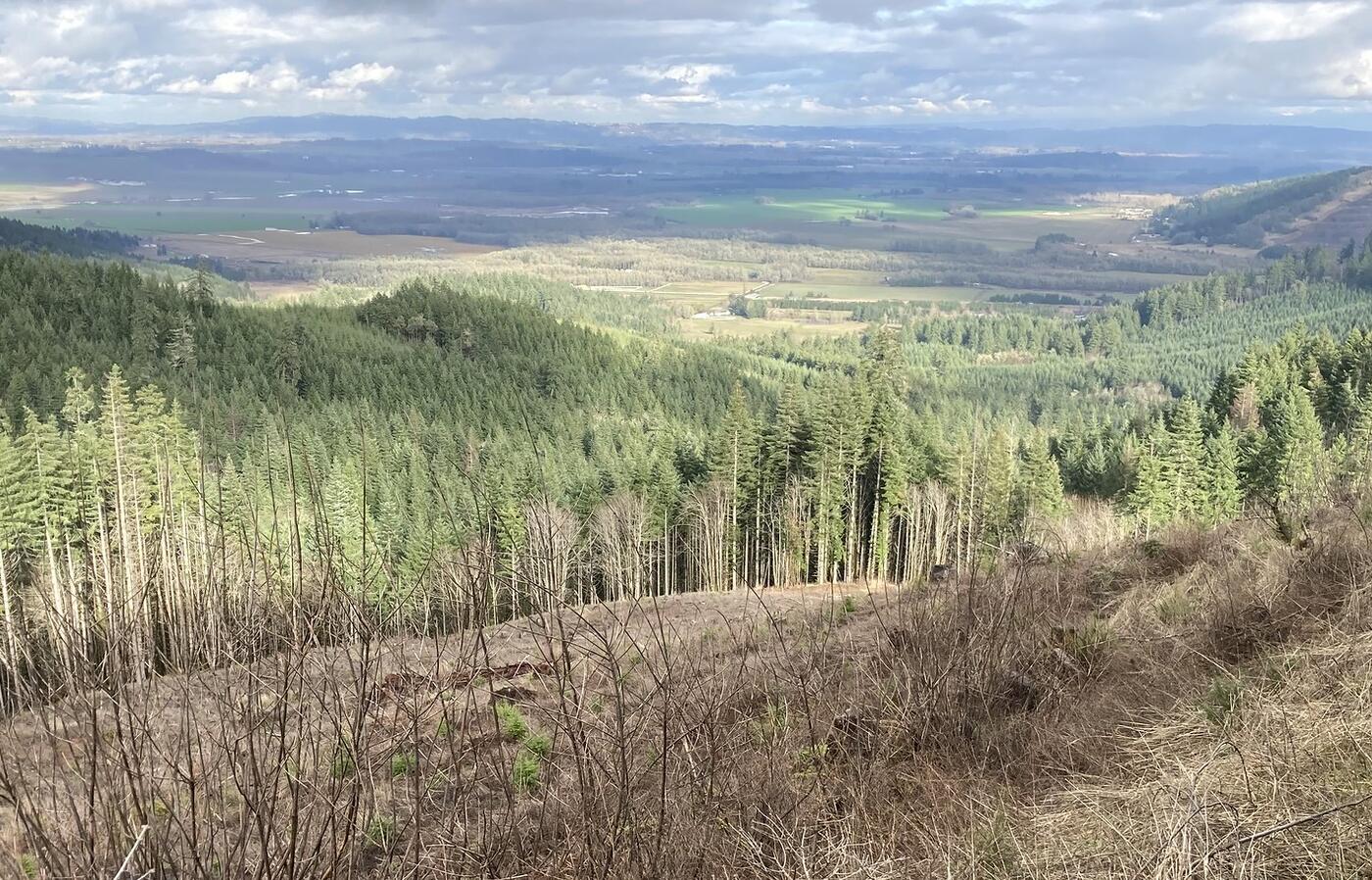 Douglas-fir forest