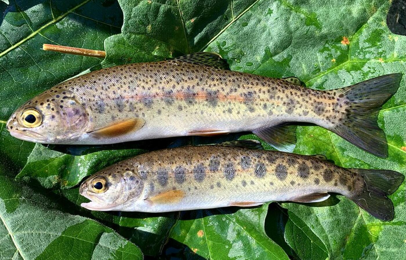 Rainbow trout, photo provided by Allison Swartz