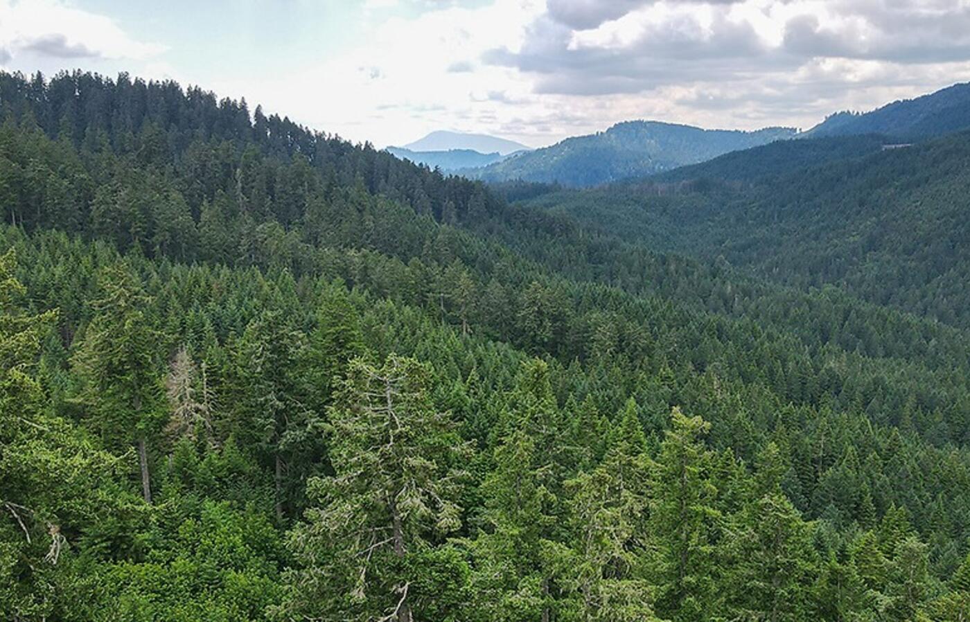 McDonald Forest, foreground, and Marys Peak.