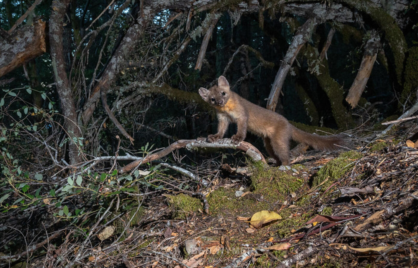 Humboldt marten. Photo by Ben Wymer, A Woods Walk Photography.