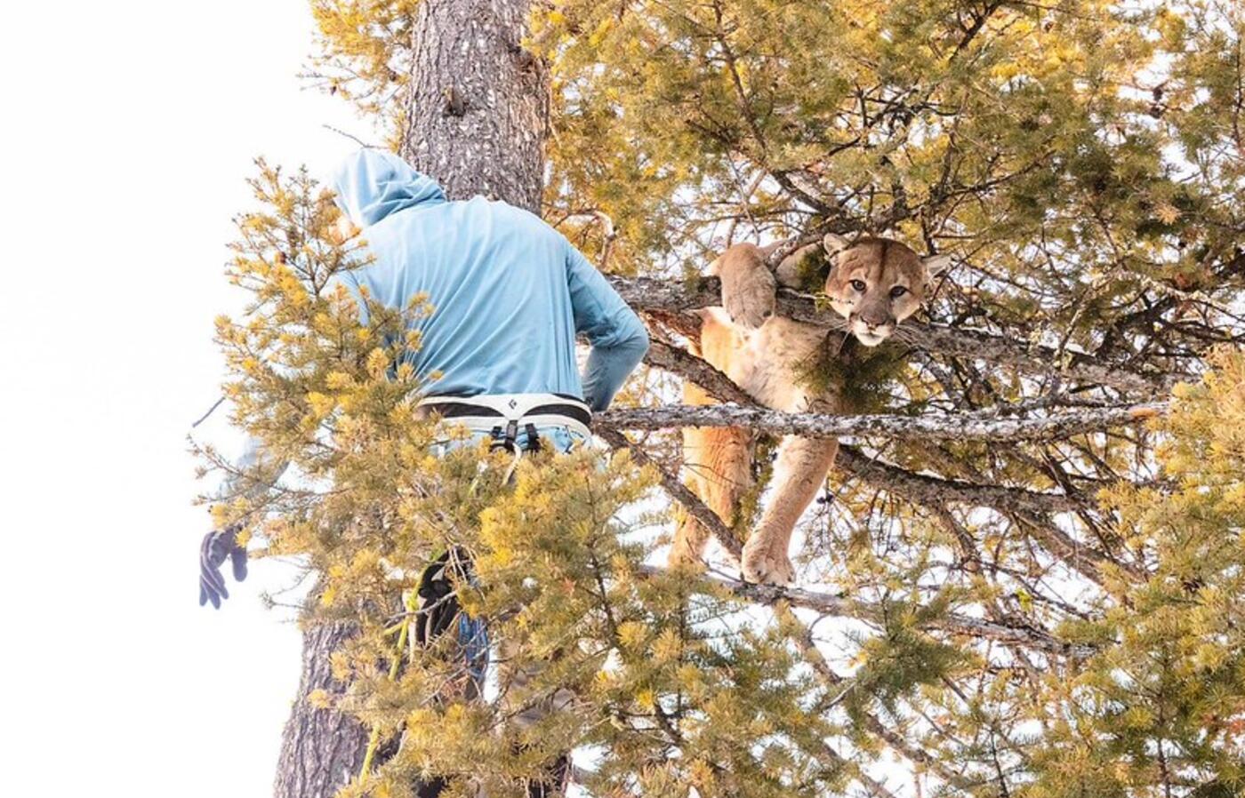 A man climbs a tree to retrieve a cougar. 
