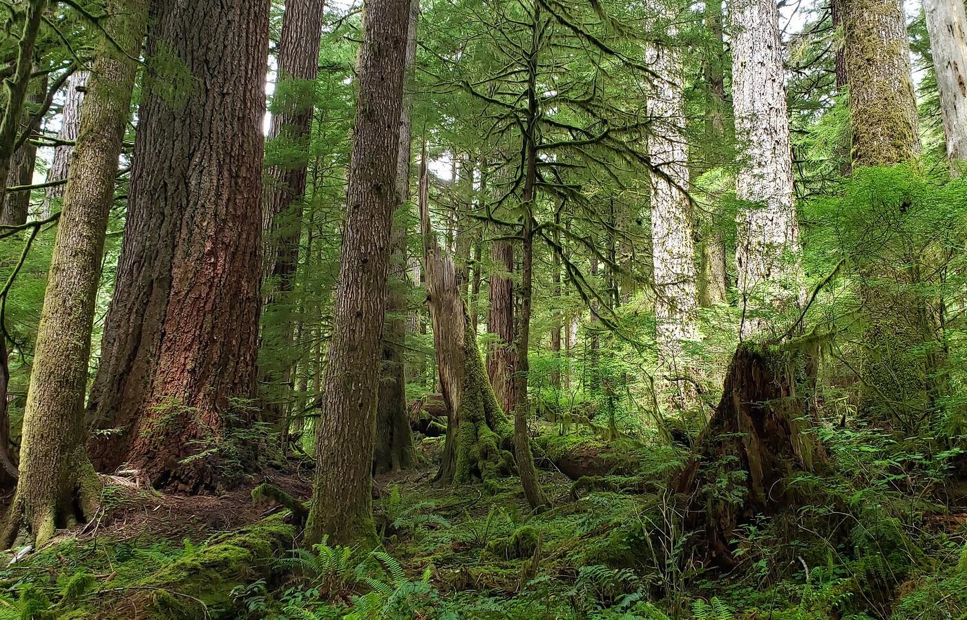 PNW forest