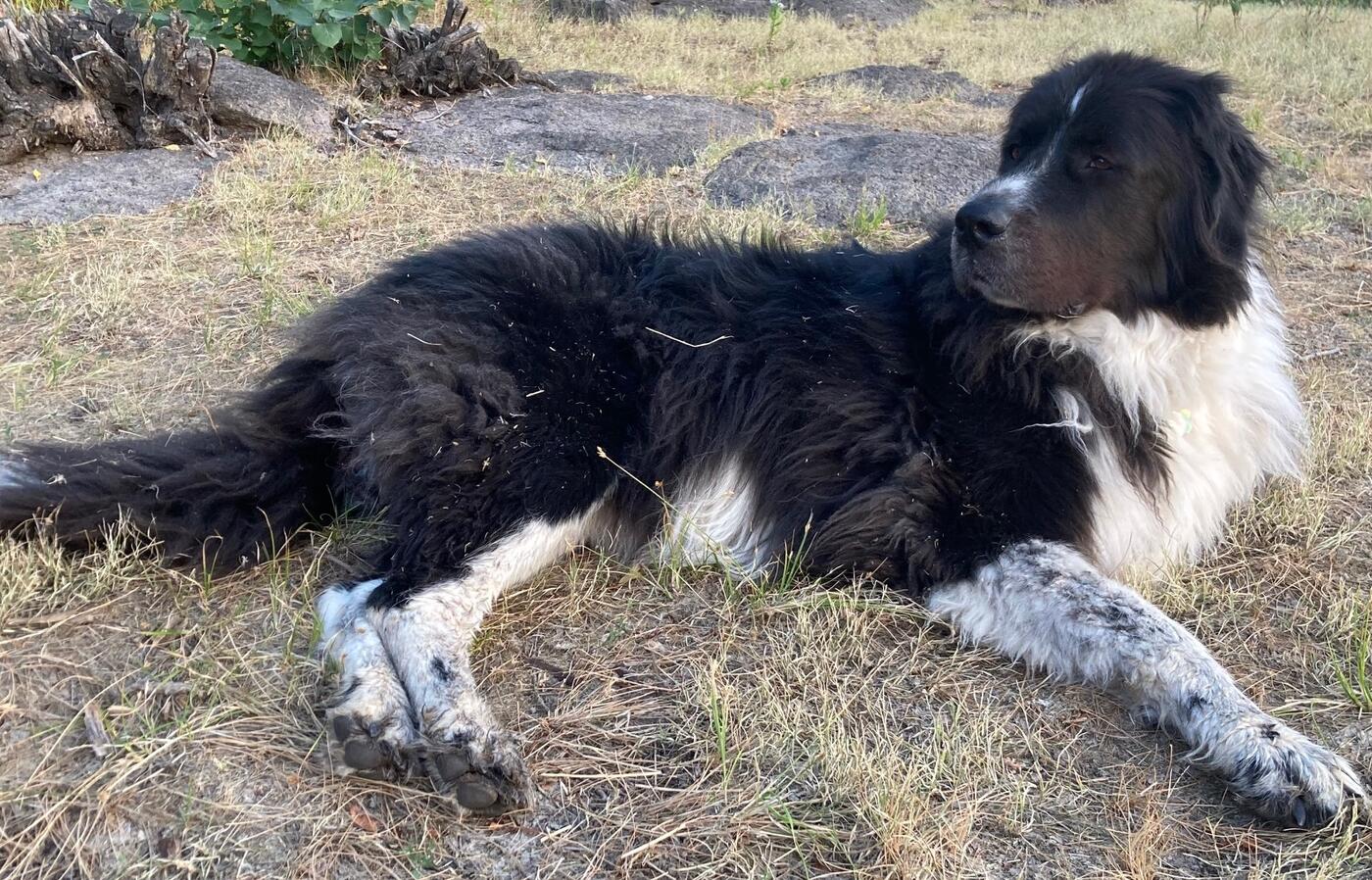 Great Pyrenees, Newfoundland, Anatolian shepherd cross