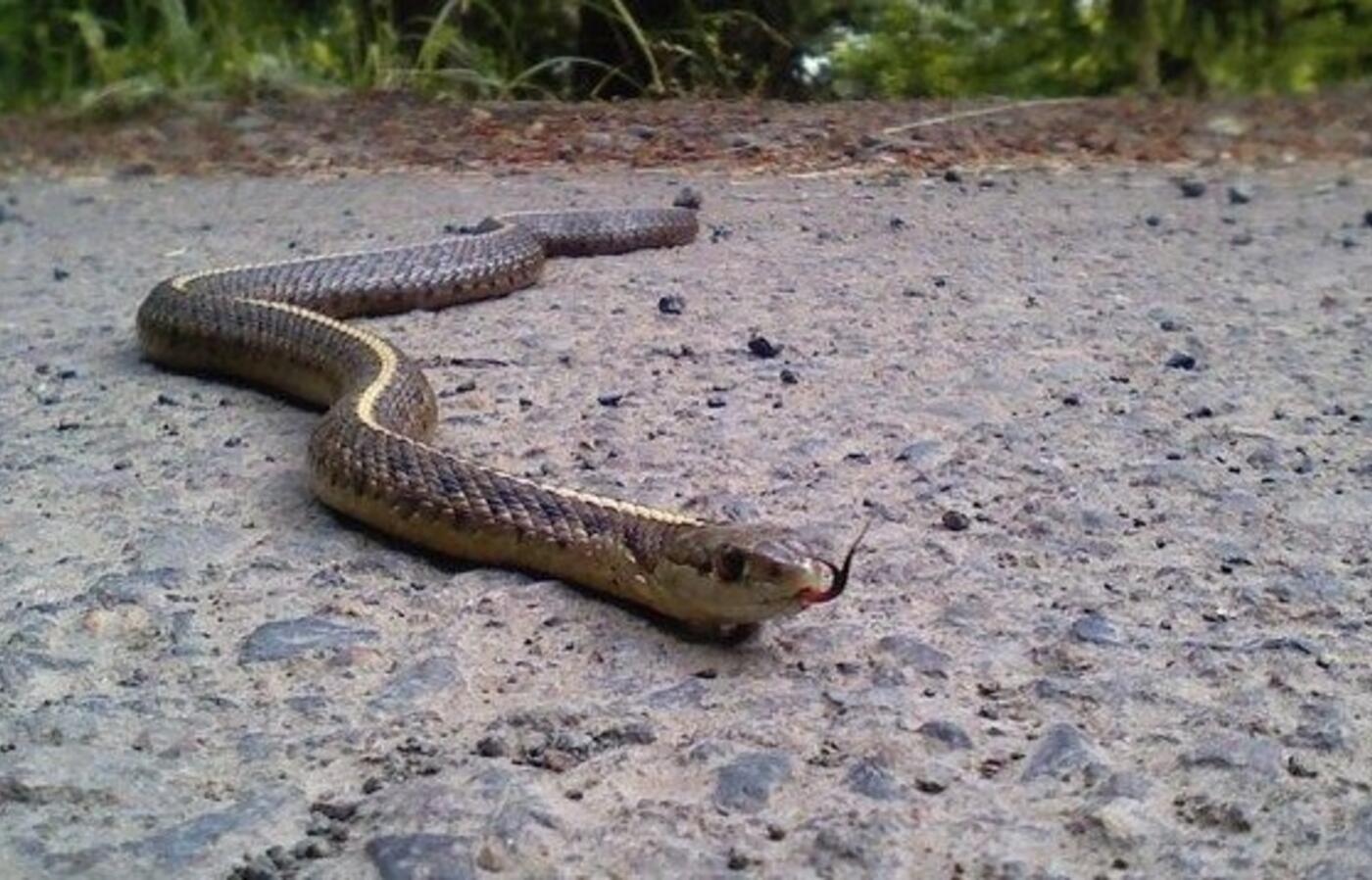 Northwestern garter snake