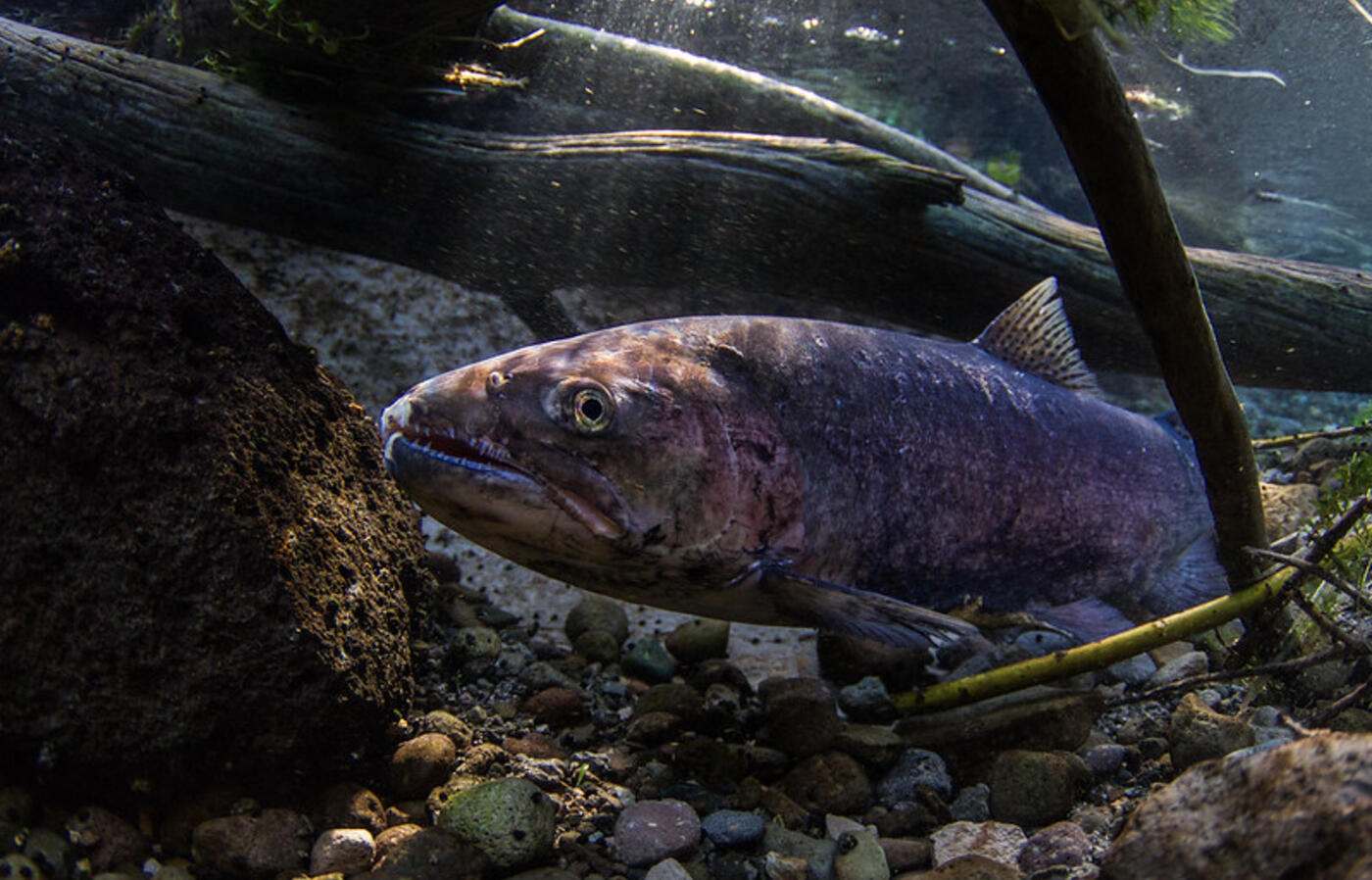 Redband trout swimming among rocks and branches underwater.