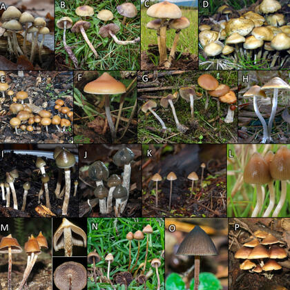 Composite image shows the diversity of mushrooms from the genus Psilocybe that contain psilocybin.