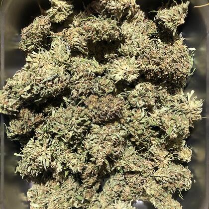 hemp flowers in bin