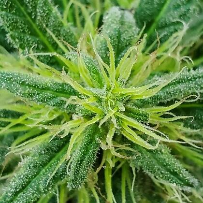 Cannabis sativa