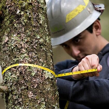 Student measuring tree diameter