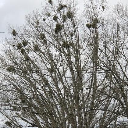 Western oak mistletoe in a northern red oak. Photo by Dave Shaw, Oregon State University College of Forestry/OSU Extension Service.