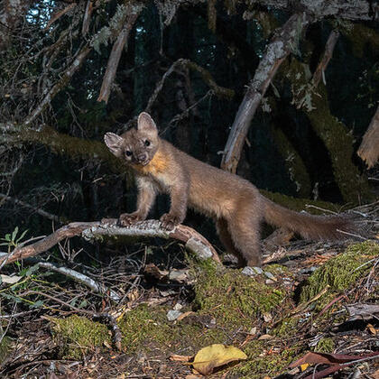 Humboldt marten. Photo by Ben Wymer, A Woods Walk Photography.