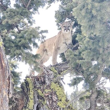 A cougar standing in a fir tree 