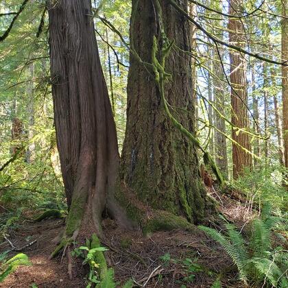 PNW forest