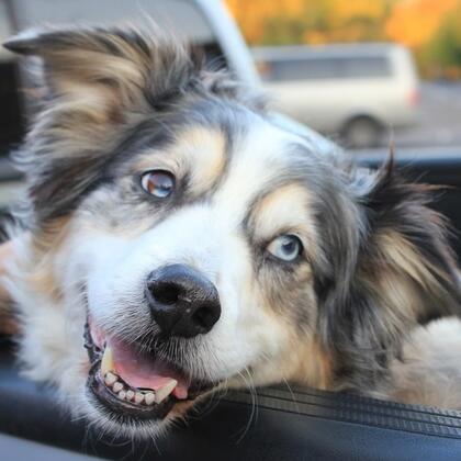Australian shepherd