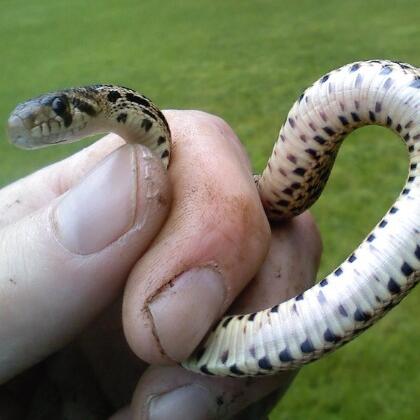 juvenile gopher snake