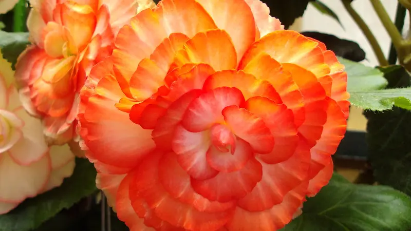 Tuberous begonias can be kept over winter for bloom next year. Photo from Flickr, denisbin.