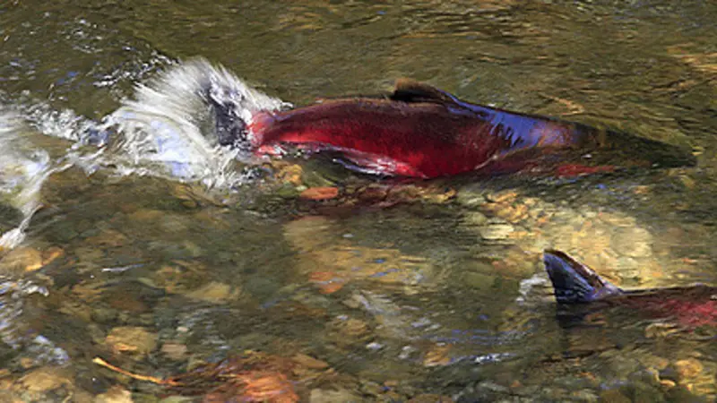 Image of coho salmon spawning in an Oregon stream 
