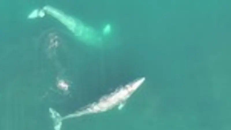 Two gray whales in the open ocean. The gray whale at the top of the image is performing a headstand while feeding off the coast of Oregon. Photo courtesy GEMM Lab, Oregon State University. 