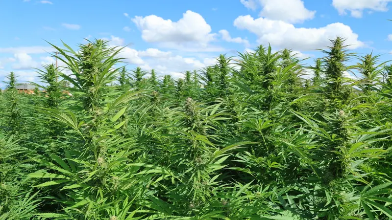 Field of hemp plants