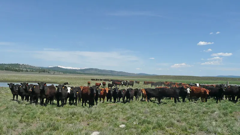 Cattle in grassy rangeland