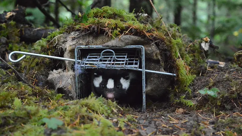 Western spotted skunk in live cage on forest floor