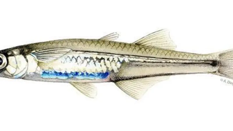 A drawing of an adult silverside fish.