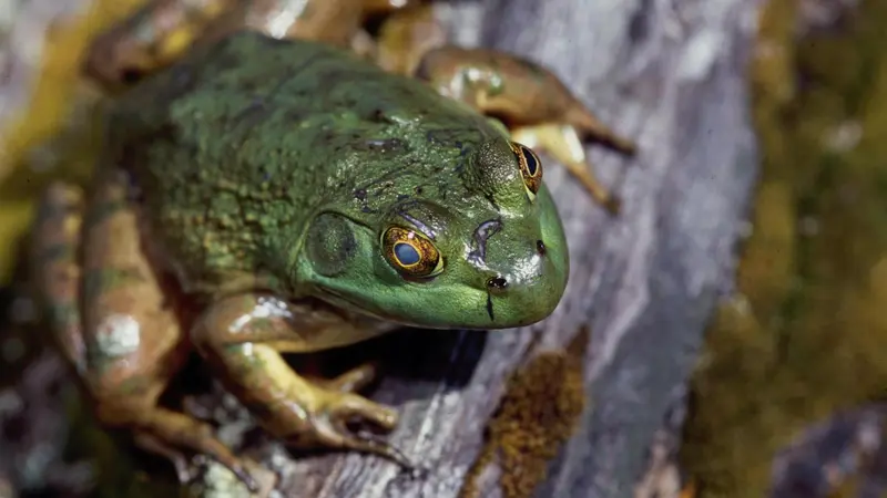 A green bullfrog sits on wood next to water.