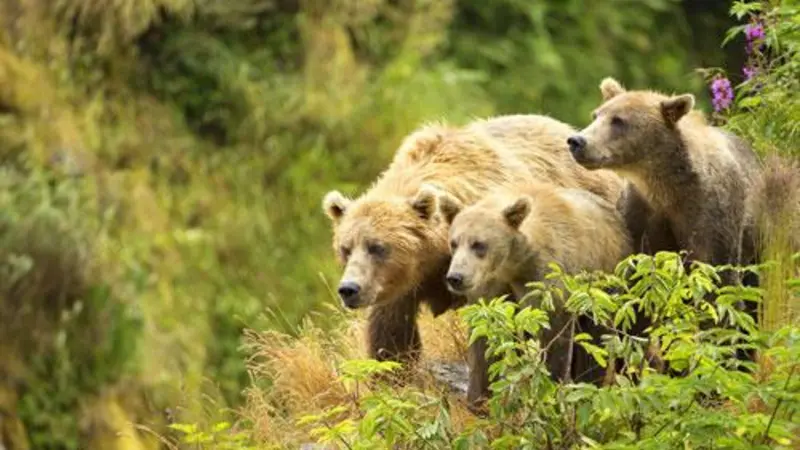A female bear and her cubs on Kodiak Island, Alaska.
