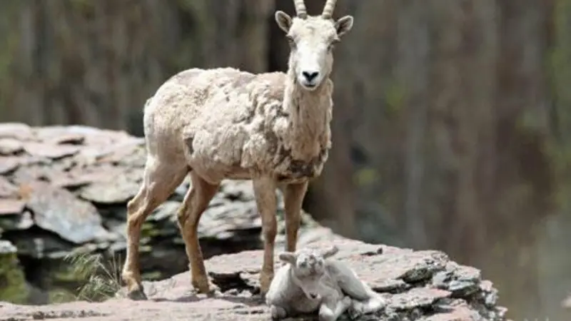 A California bighorn ewe guards her lamb in Rattlesnake Canyon in southeast Oregon.