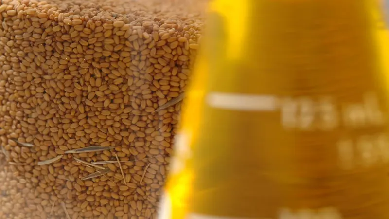 A closeup of camelina seed in a jar next to camelina oil in a beaker.