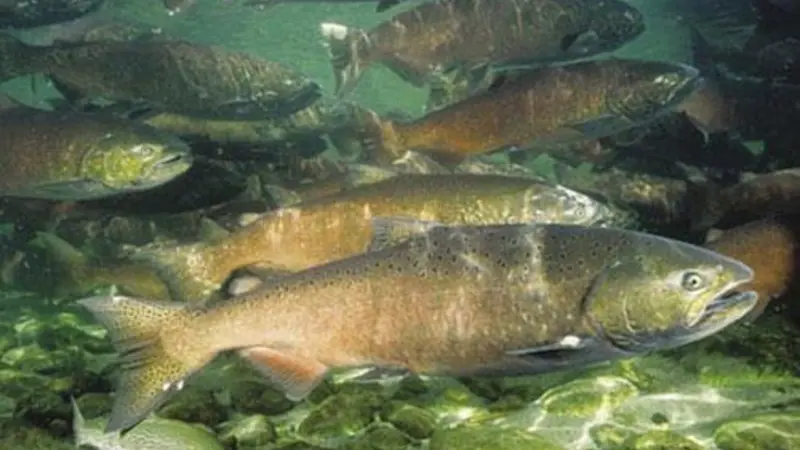 Several chinook salmon are swimming near the bottom onf a river.