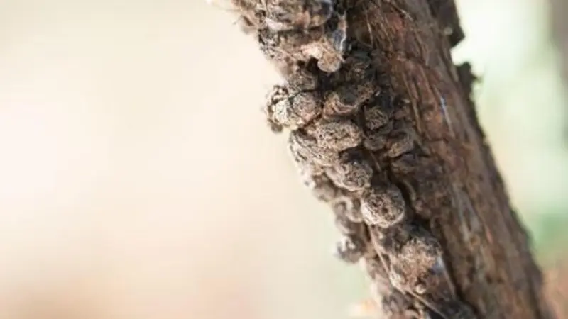 Lumpy, rough growths on the grape trunk are symptoms of crown gall disease.