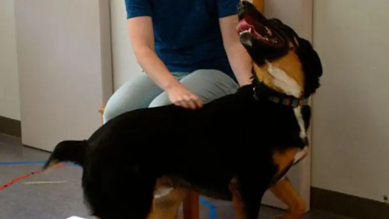 A person sitting in a chair smiles as they pet a dog.