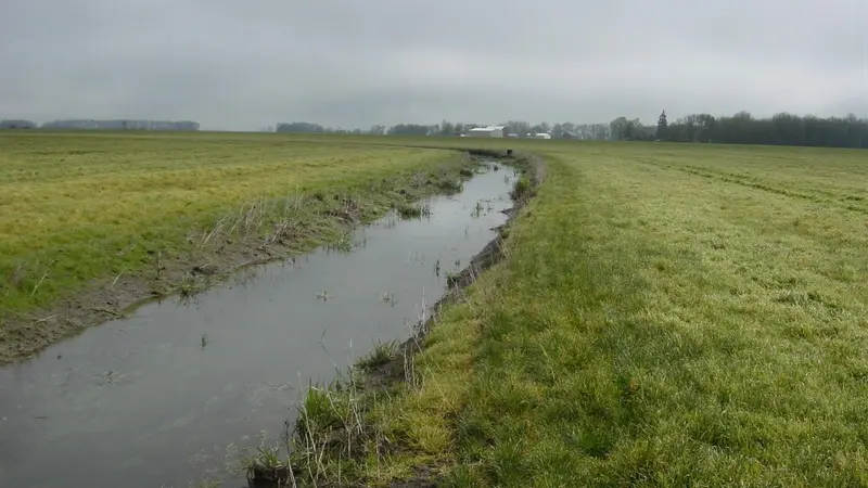 A stream runs cuts through a grass field in Oregon's Willamette Valley.