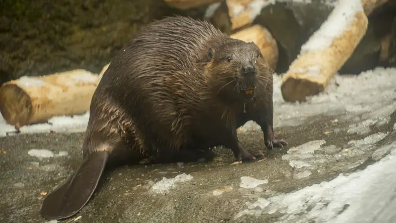 Filbert is the male beaver at the Oregon Zoo. He's seen walking through his enclosure.