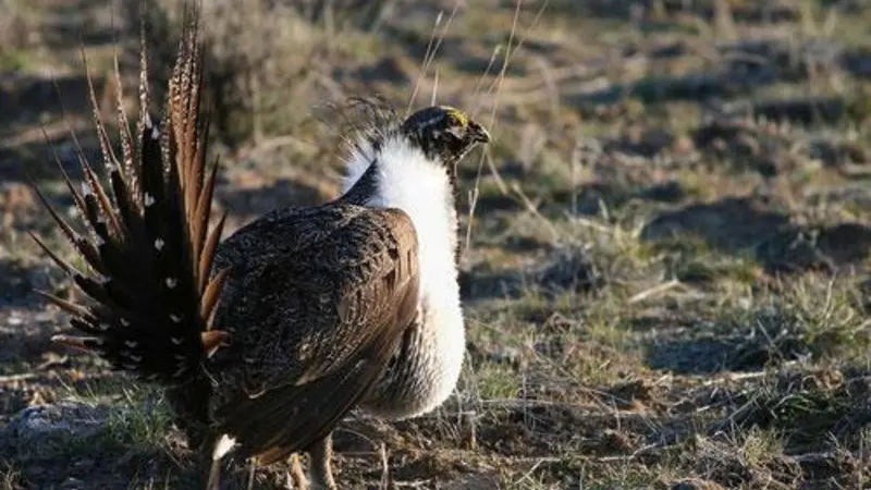 A greater sage-grouse in its habitat. It's a small, chicken-like bird with long tail feathers.