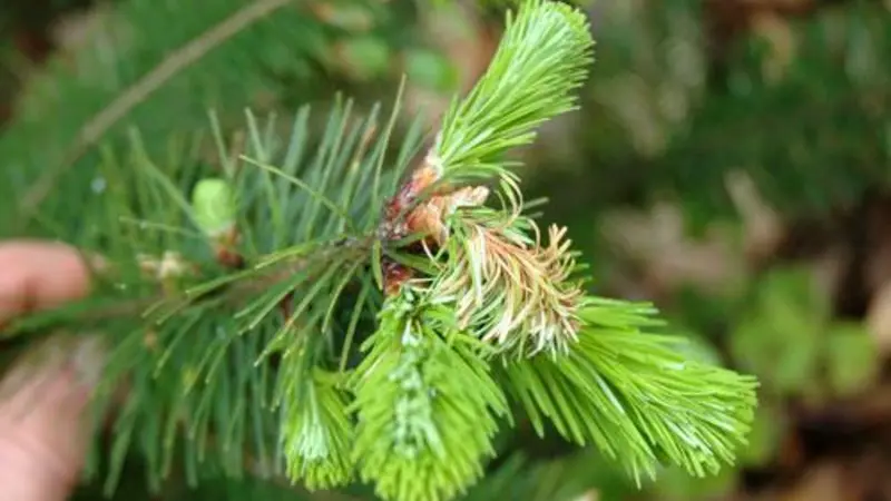 Discolored green Douglas-fir tree needles.