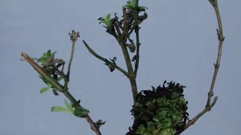 A closeup of the base of a butterfly bush.