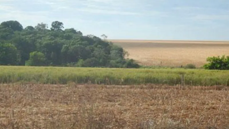 Corn fields next to forestland in Brazil.