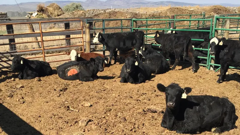 Black cows sitting and standing in a pen.