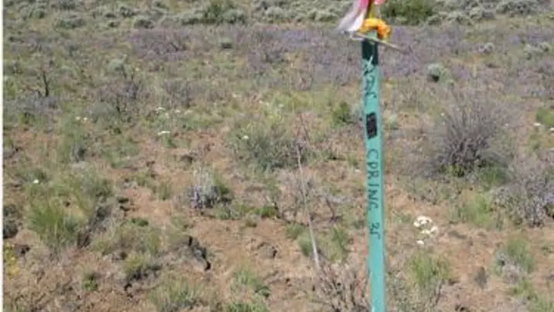 Sagebrush in a rangeland landscape.