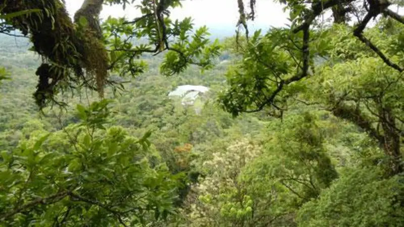 A green, lush tropical forest.