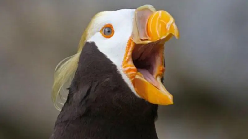 A close-up of a tufted puffin with its beak open. The bird has a white face and black feathers on its body.
