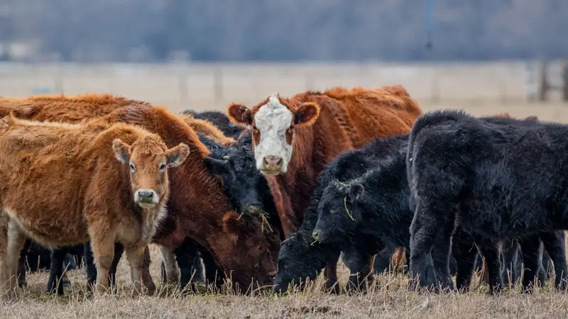 Brown and black cows and their calves huddle together in a pasture in Union County, Oregon.