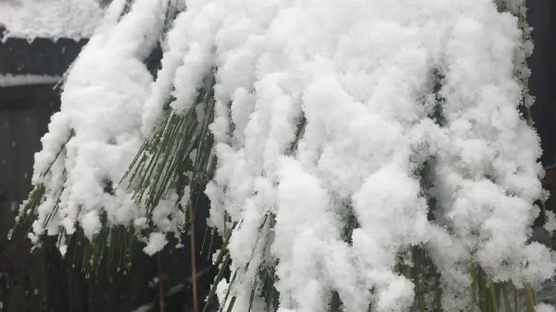 close up of snow on a branch